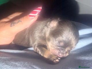 Mixed Breed dogs Gorgeous malchi’s - Advert 4