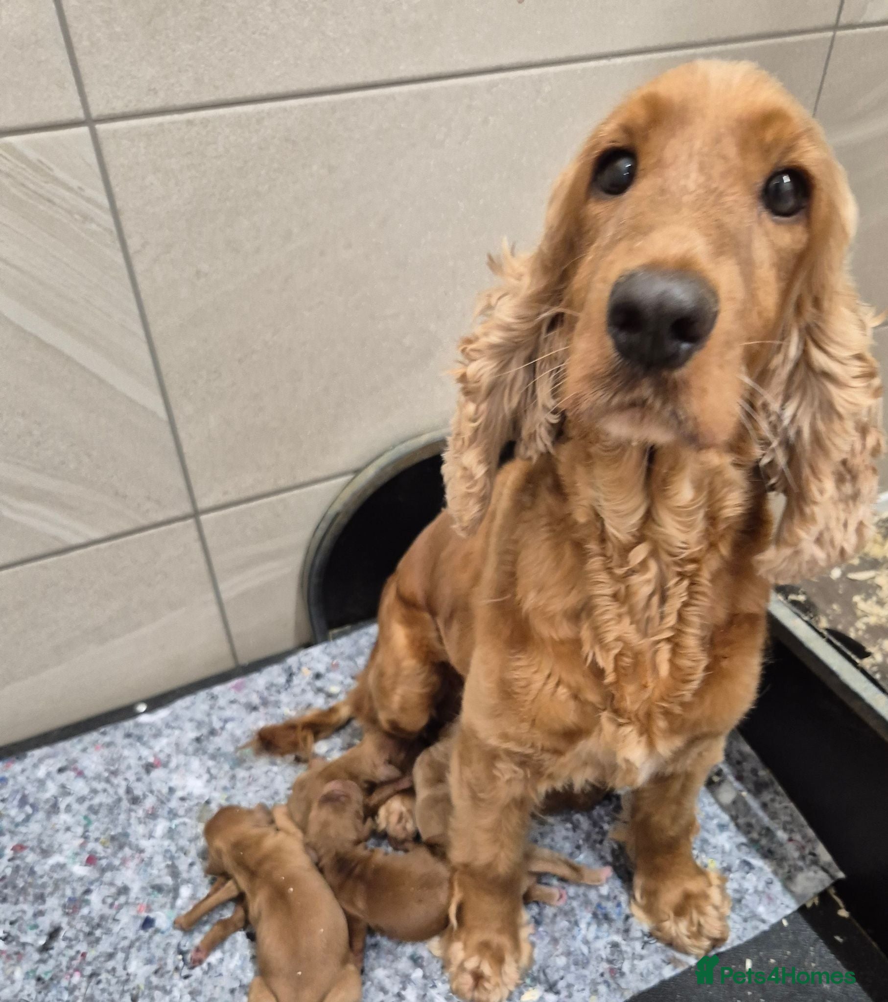 Cocker Spaniel dogs KC Registered Cocker Spaniels - Advert 1