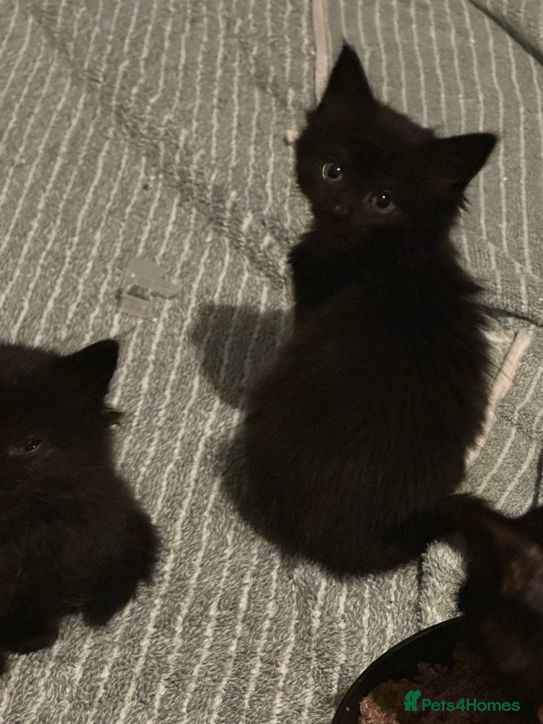 Maine Coon cats for sale: Maincoon cross ragdoll - Advert 3