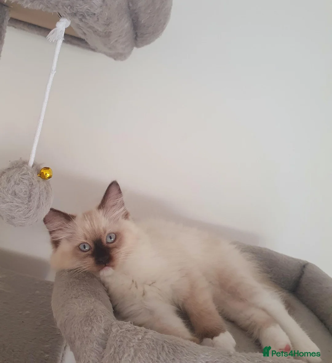 Ragdoll cats for sale: Ragdoll boy (lilac mitted) and girl ready - Advert 2