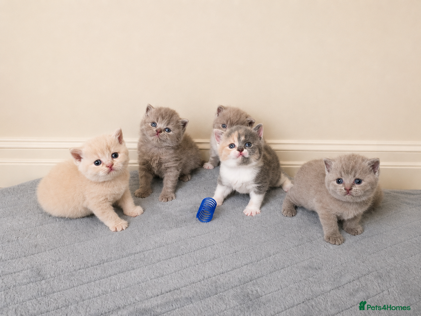 British Shorthair cats for sale: Beautiful champion GCCF British Shorthair Kittens  - Advert 3