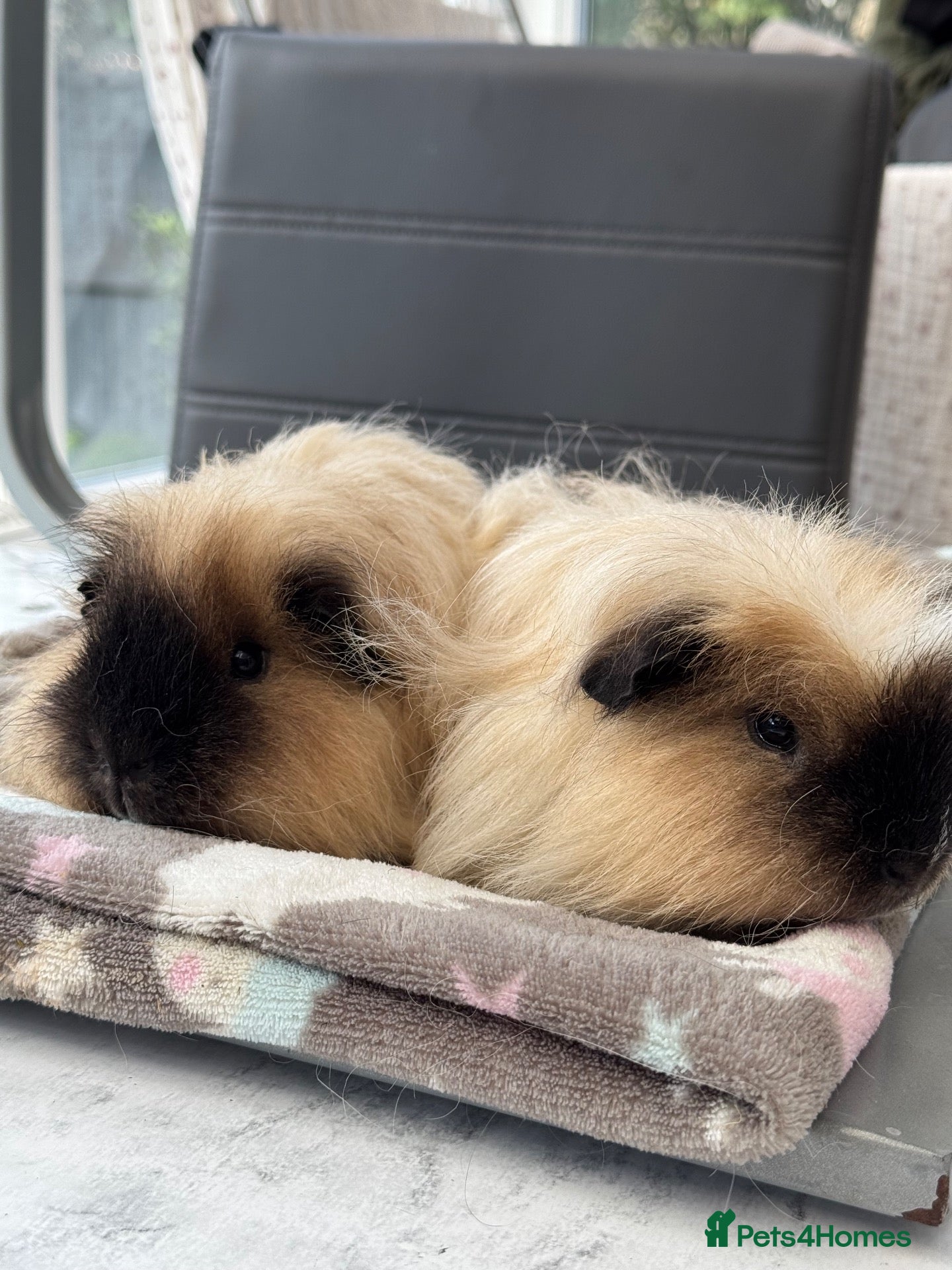 Guinea Pig rodents Paired males  - Advert 6