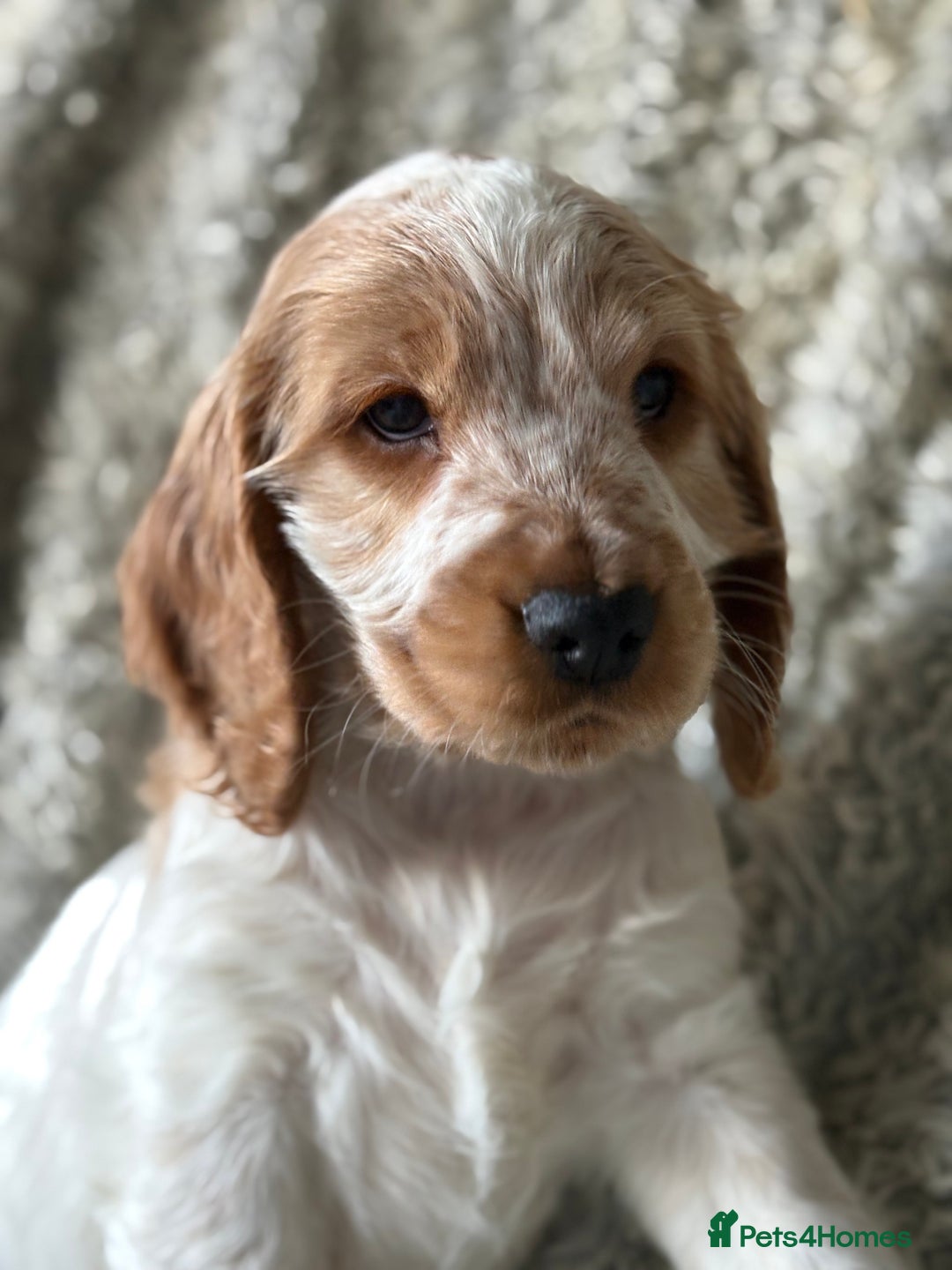 Cocker Spaniel dogs for sale: 2 orange roan cocker spaniels  - Advert 17