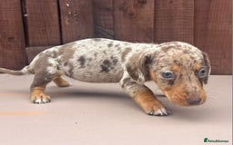 Dachshund dogs for sale: 6 beautiful dachshund puppies!!! - Image 4