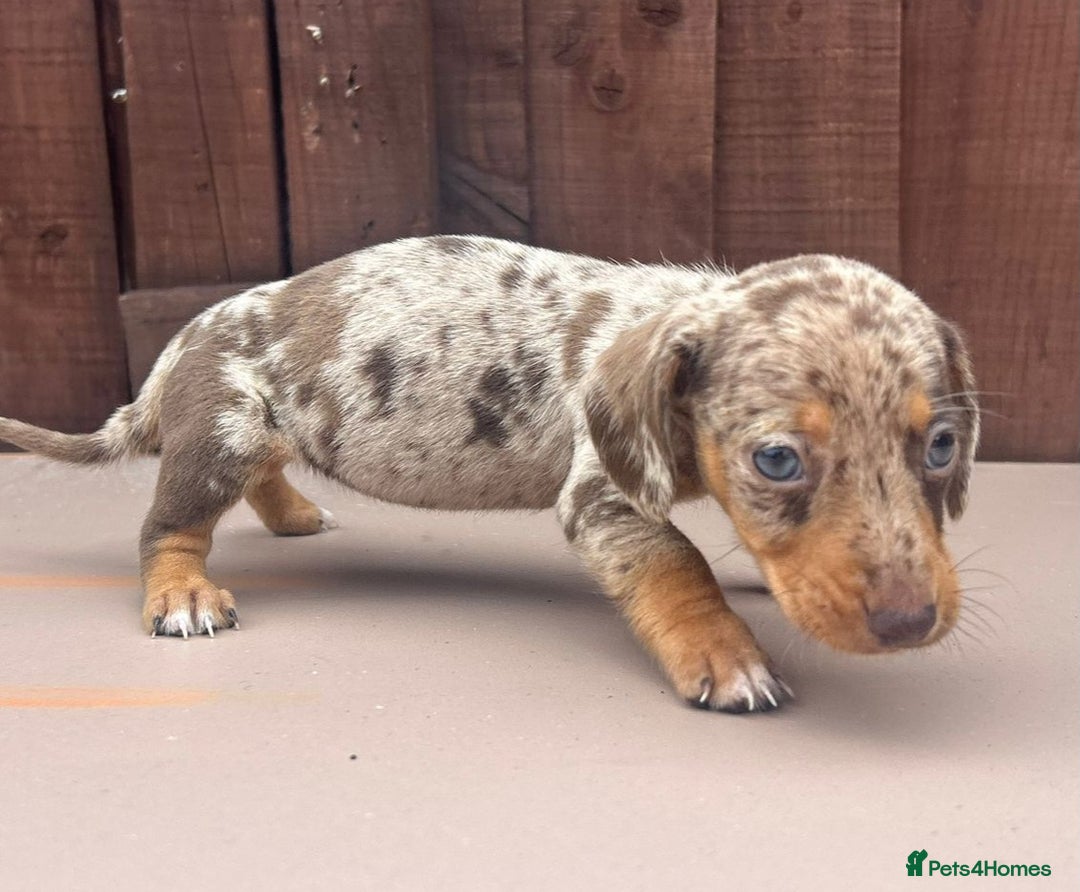 Dachshund dogs for sale: 6 beautiful dachshund puppies!!! - Image 4