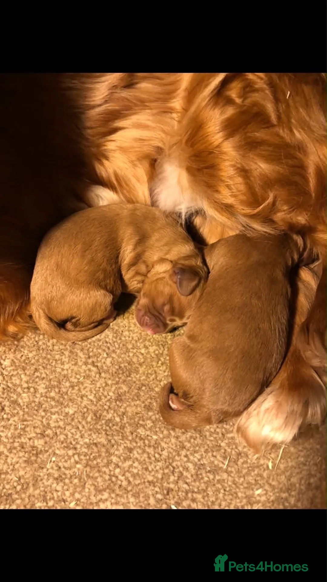 Cavalier King Charles Spaniel dogs for sale: Beautiful fox red cavapoo puppies  in Walsall - Advert 9