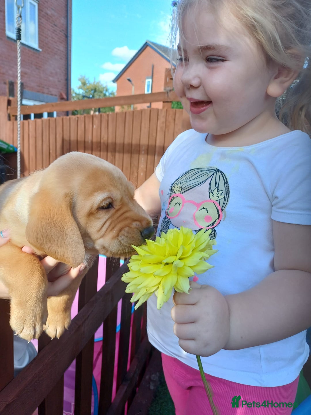 Labrador Retriever dogs for sale: 3 Puppies Available 🐶🐶🐶  - Image 8