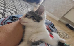 Mixed Breed cats for sale: 2 beautiful boy kittens - Image 8