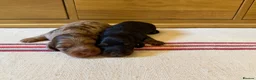 Miniature Dachshund dogs for sale: KC Long Haired Miniature Dachshund Puppies - Advert 19