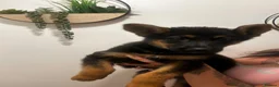 German Shepherd dogs for sale: German shepherd puppies! (Ready to leave)  - Advert 9