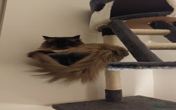 Ragdoll cats for stud: GCCF Active Register Seal Point Awesome Ragdoll in Luton - Image 12