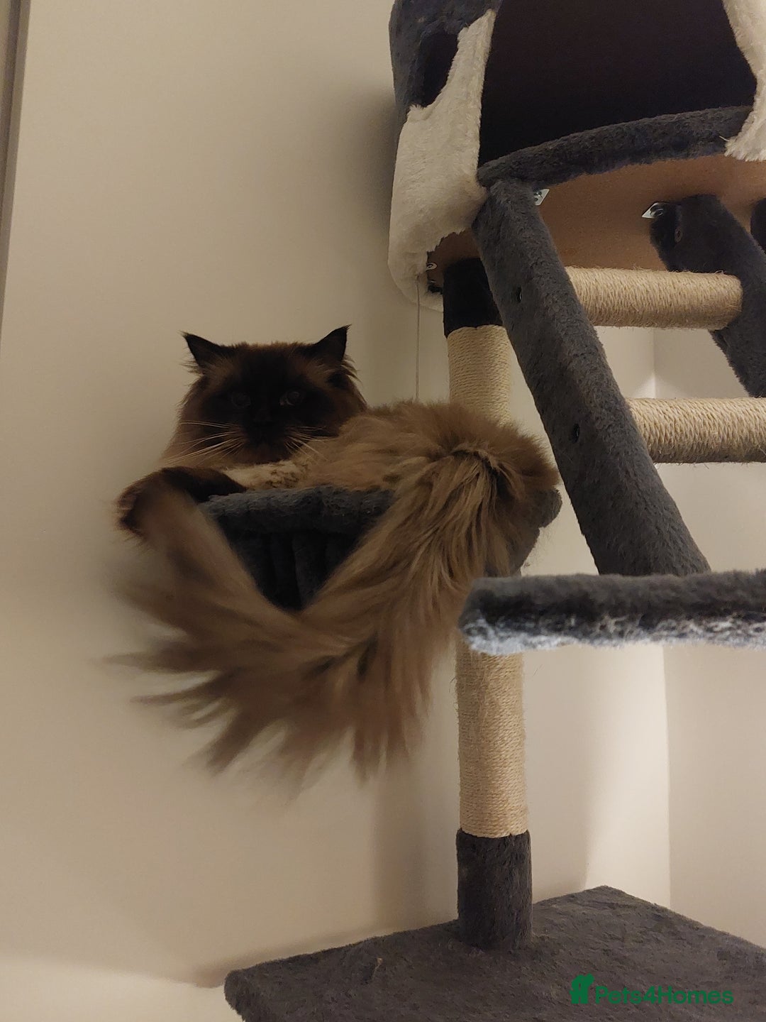 Ragdoll cats for stud: GCCF Active Register Seal Point Awesome Ragdoll in Luton - Image 12