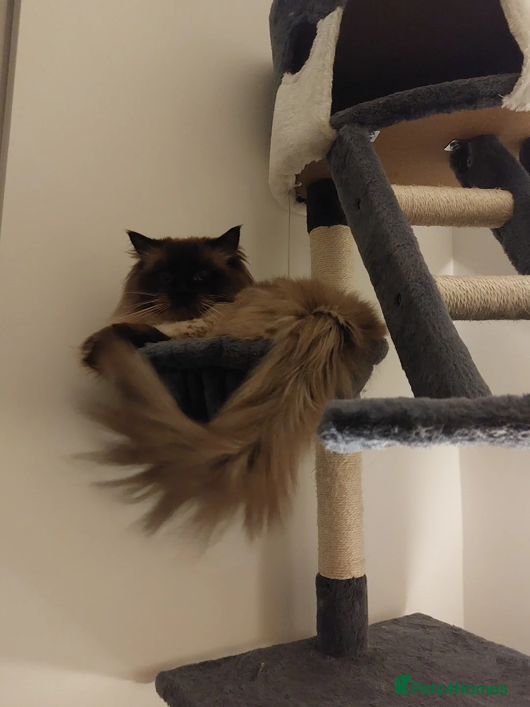 Ragdoll cats for stud: GCCF Active Register Seal Point Awesome Ragdoll in Luton - Advert 12