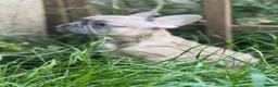 French Bulldog dogs for sale: PRICE DROP 2 PUPPIES KCREG HEALTH CLEAR FRENCHIE - Advert 5