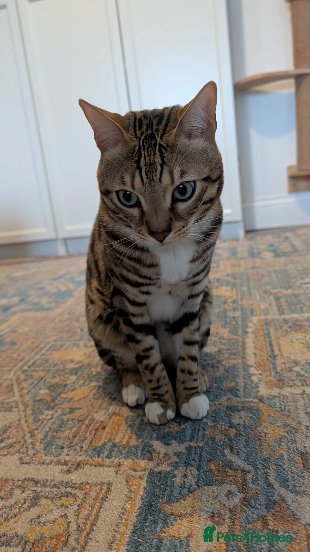 Bengal cats for sale: Adorable Bengal male for sale  - Advert 7