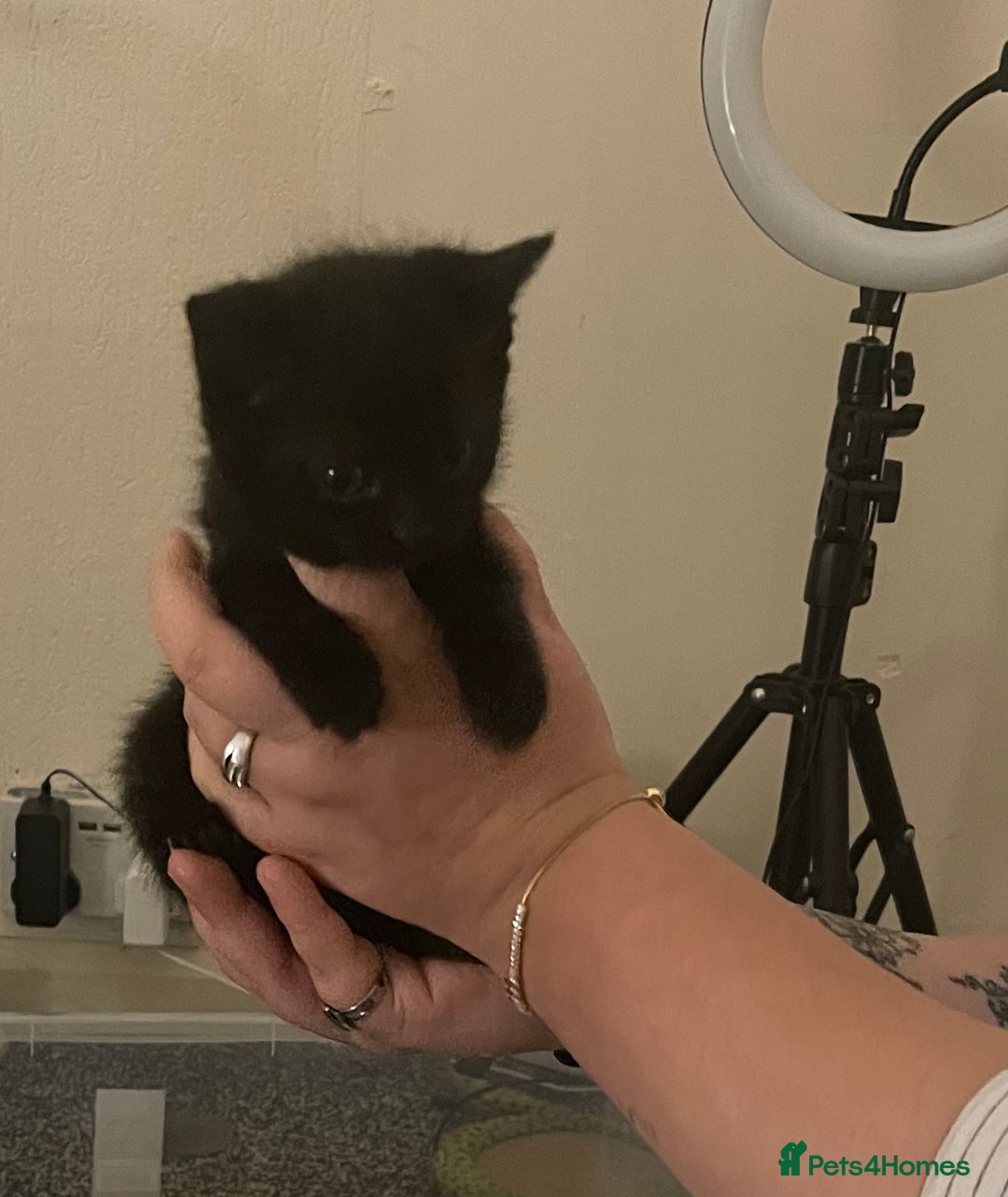 Mixed Breed cats for sale: 4 beautiful kittens  - Advert 5