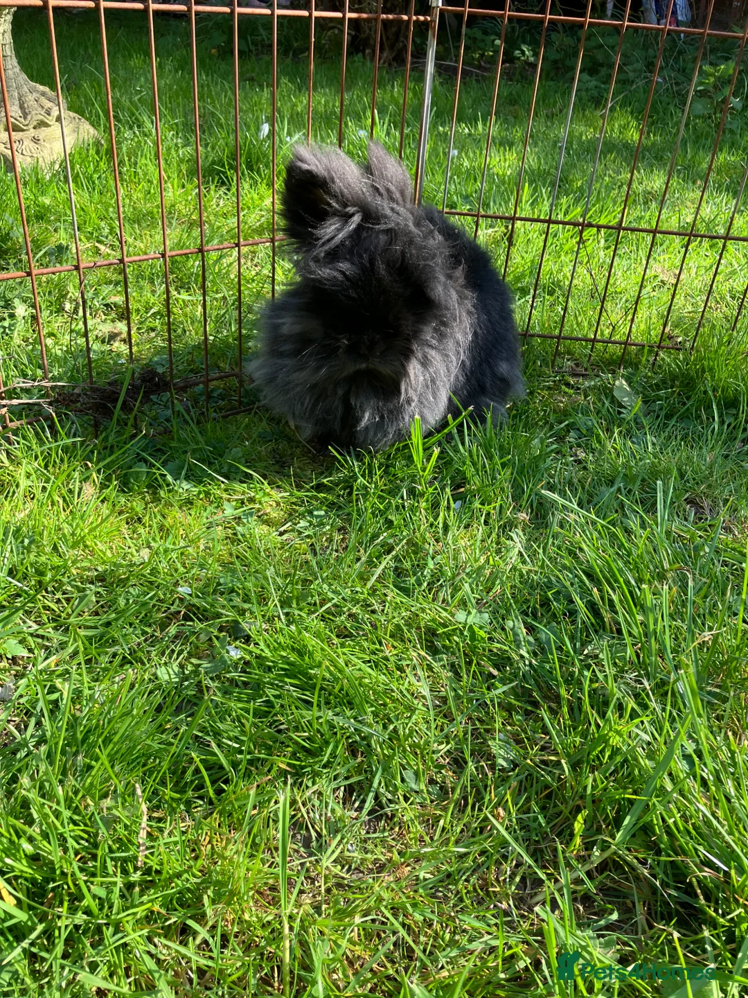 Lionhead rabbits for sale: Black lionhead girl  - Advert 2