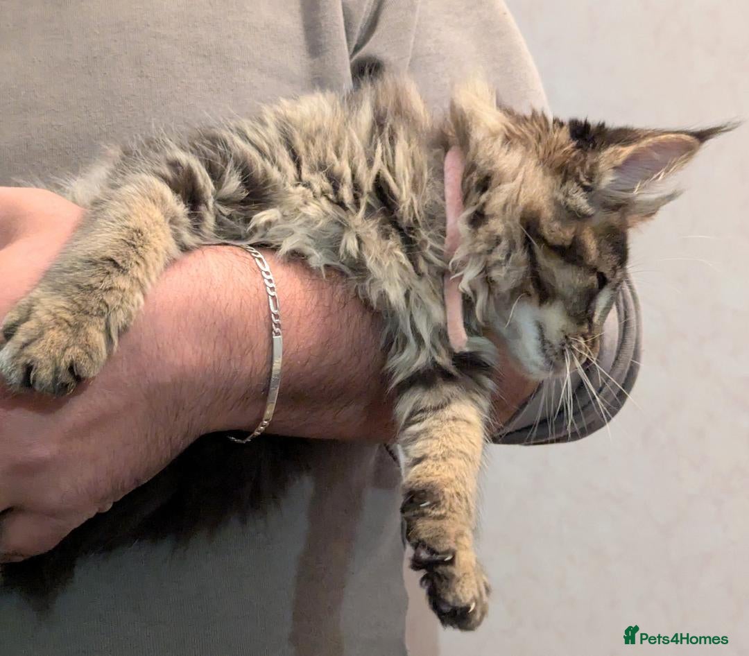 Maine Coon cats for sale: 🎄GCCF XXL Maine Coon Kitties-RARE OPPORTUNITY🎄  - Advert 3