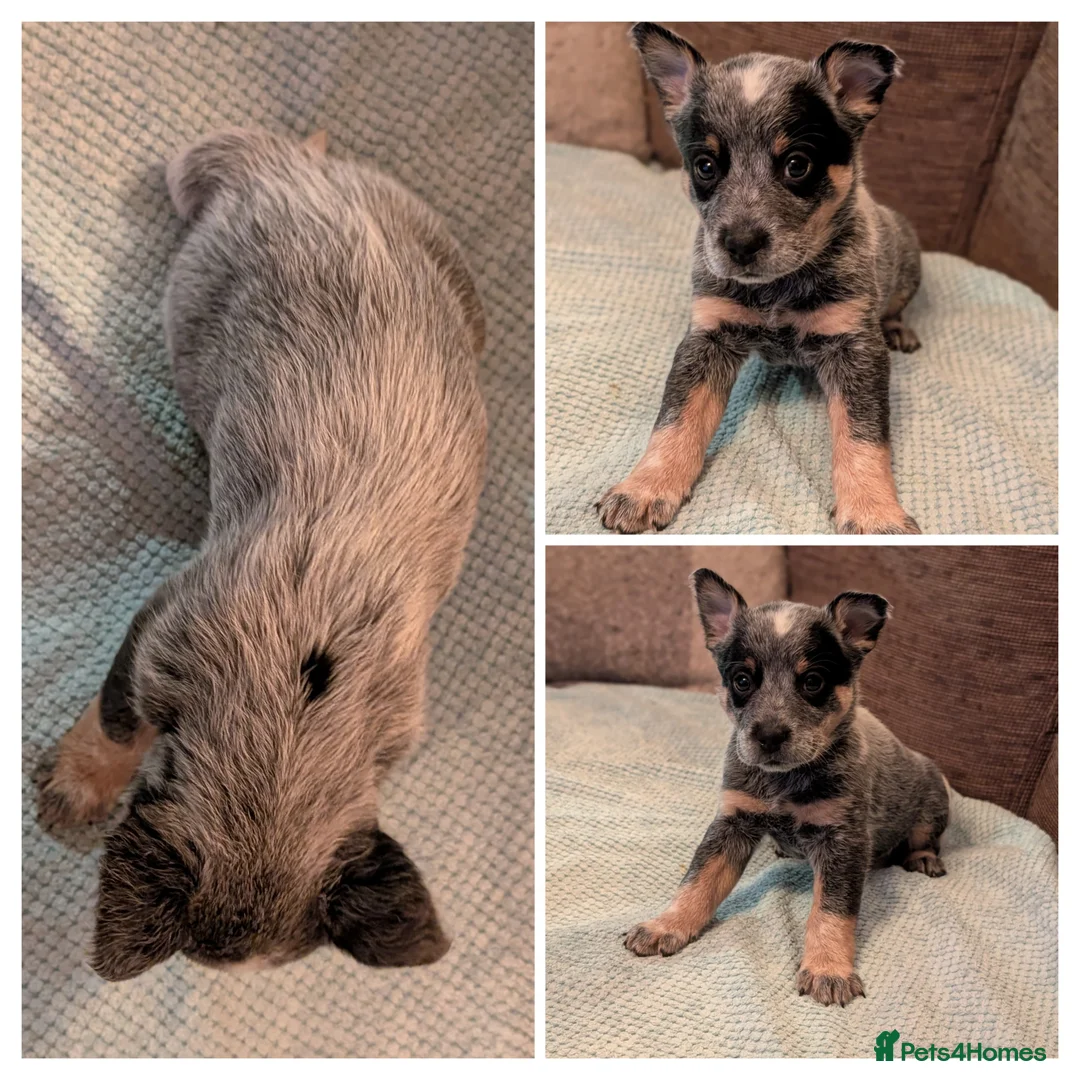 Australian Cattle Dog dogs for sale: Cattle Dog Puppies - Advert 10