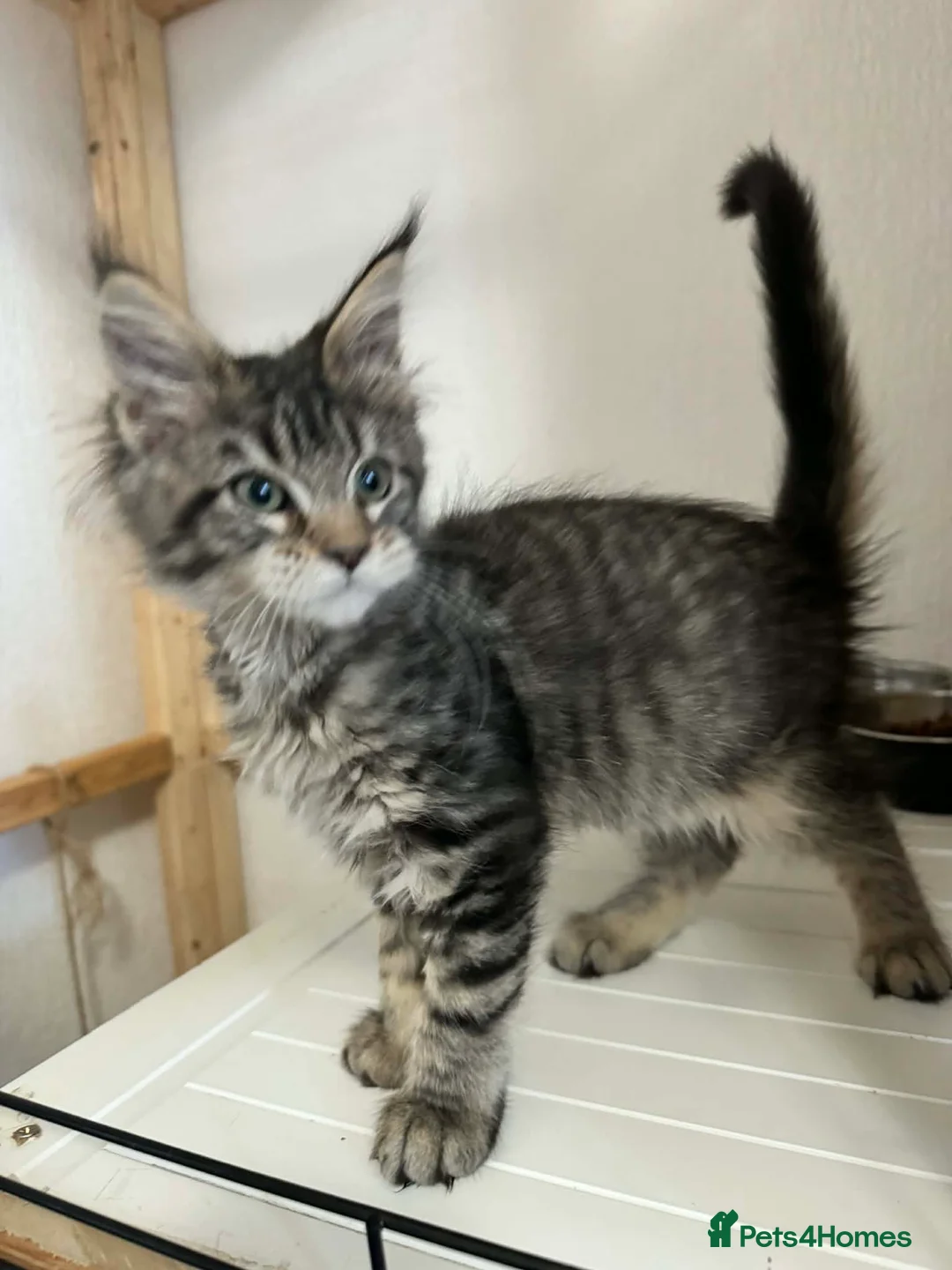 Maine Coon cats for sale: Beautiful Maine Coon Female Kitten – Pet Only –  - Advert 3