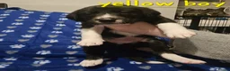 Mixed Breed dogs for sale: Beautiful  puppies in Swindon - Advert 10