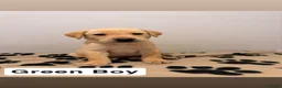 Labrador Retriever dogs for sale: 🐾Exceptional KC Registered Labrador Puppies🐾 - Advert 11