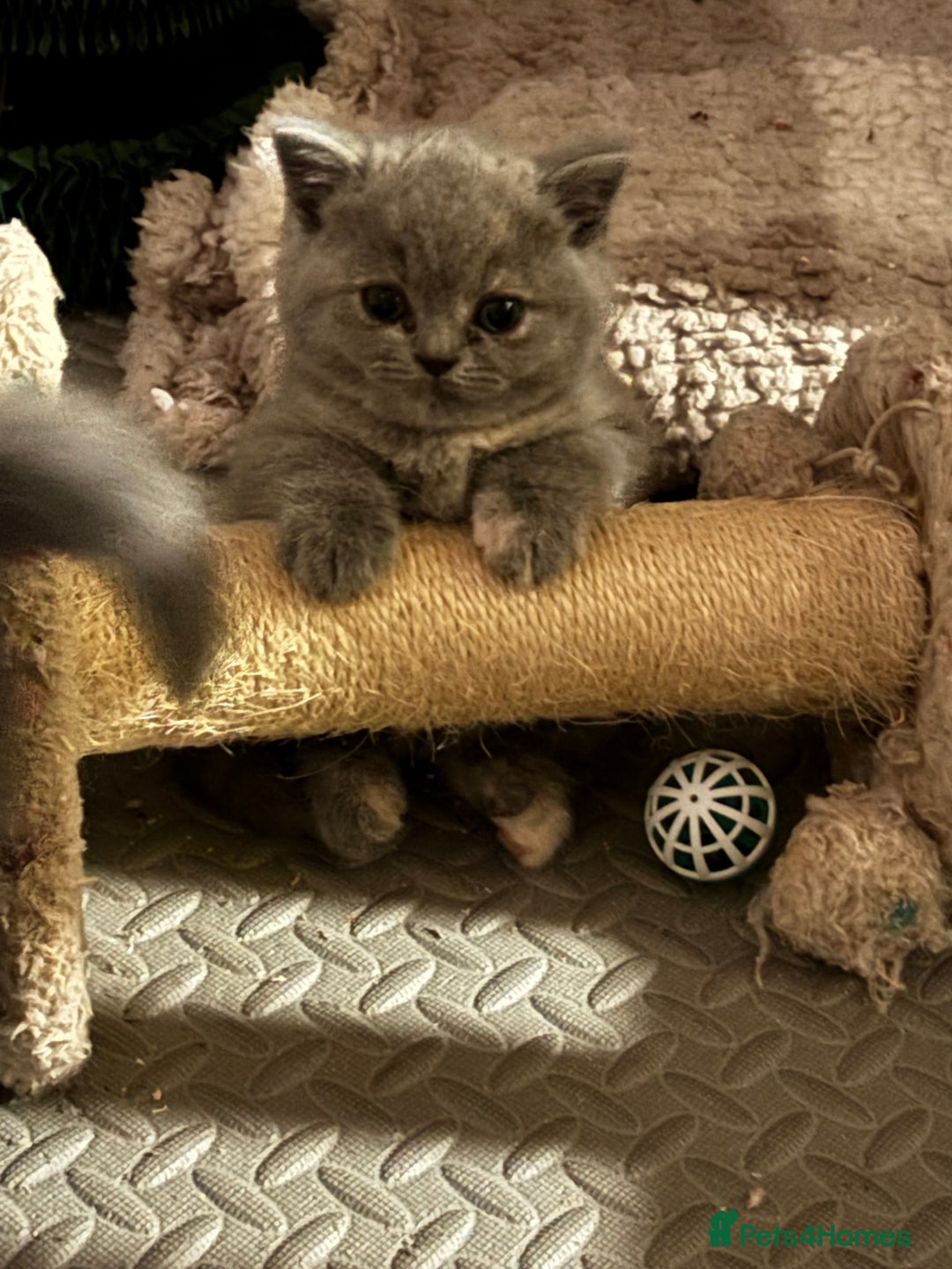 British Shorthair cats for sale: GCCF reg. BSH male and Blue cream girl  - Advert 1
