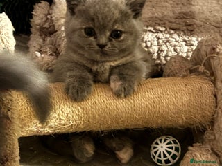 British Shorthair cats GCCF reg. BSH male and Blue cream girl - Advert 15