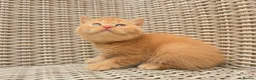 British Shorthair cats for sale: Stunning British Shorthair Kittens  - Advert 10