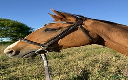 Irish Thoroughbred horses for sale: sweet tb gelding  - Image 2