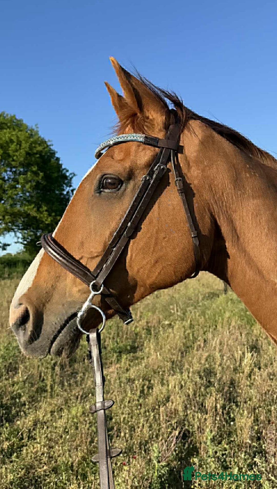 Irish Thoroughbred horses for sale: sweet tb gelding  - Image 2