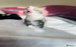 LaPerm cats for sale: Long Coat Laperm kittens - Image 25