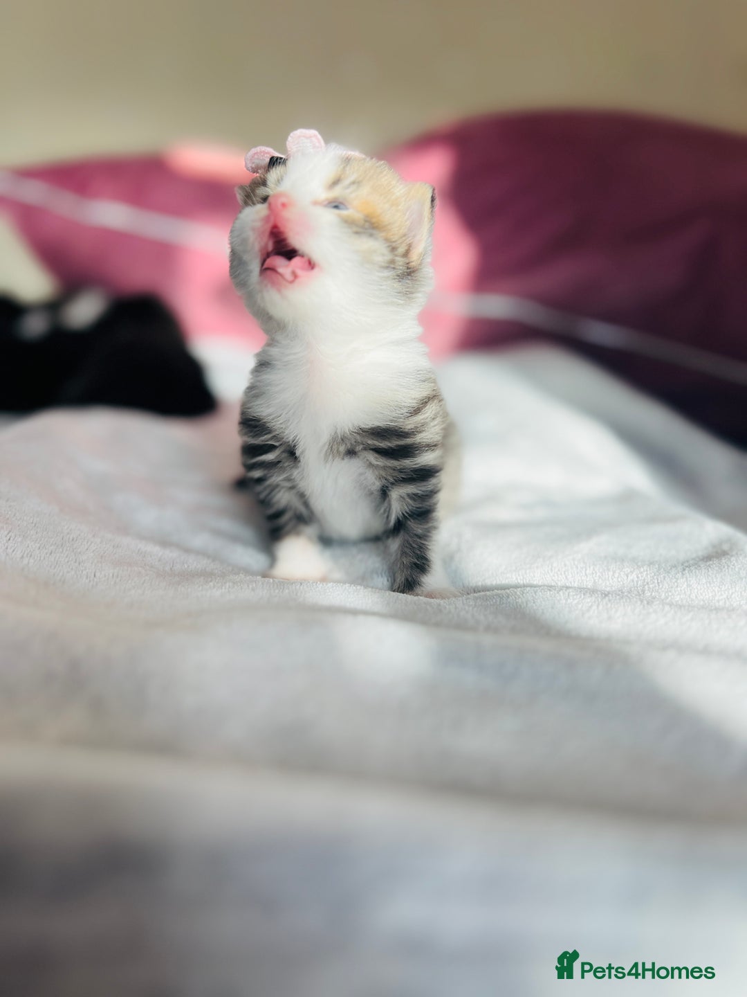 LaPerm cats for sale: Long Coat Laperm kittens - Image 25