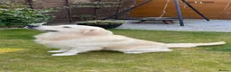 Golden Retriever dogs for sale: Kc golden retrievers  - Advert 6