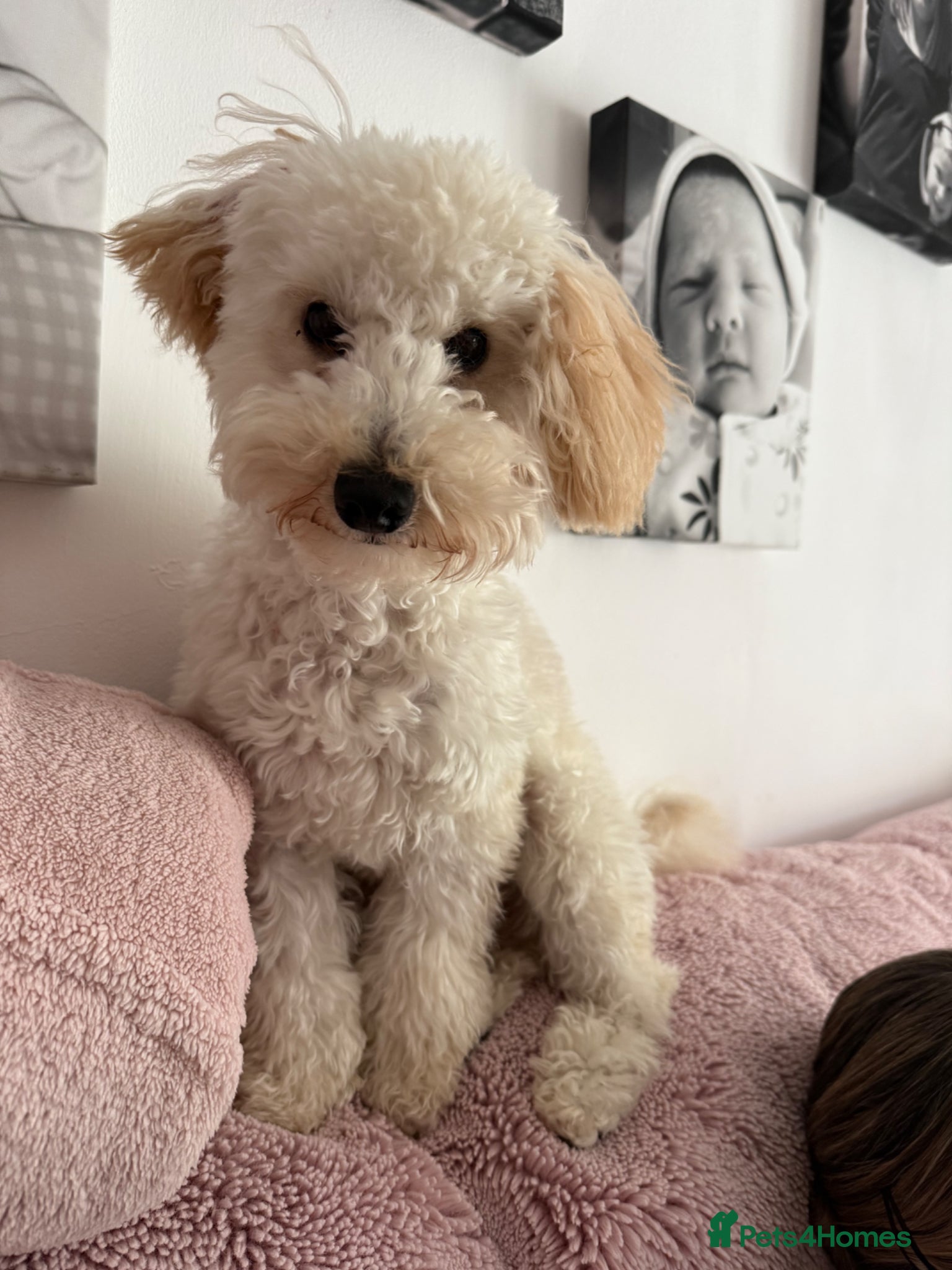 Miniature Poodle dogs 7 month old poodle - Advert 1