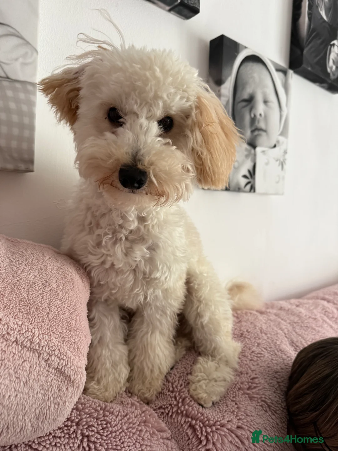 Miniature Poodle dogs for sale: 7 month old poodle - Advert 1