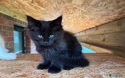 Maine Coon cats for sale: 2 Mainecoon pedigree kitten - Image 34