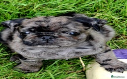 Pug dogs for sale: Pug puppies-Merle, panda and koi - Image 27