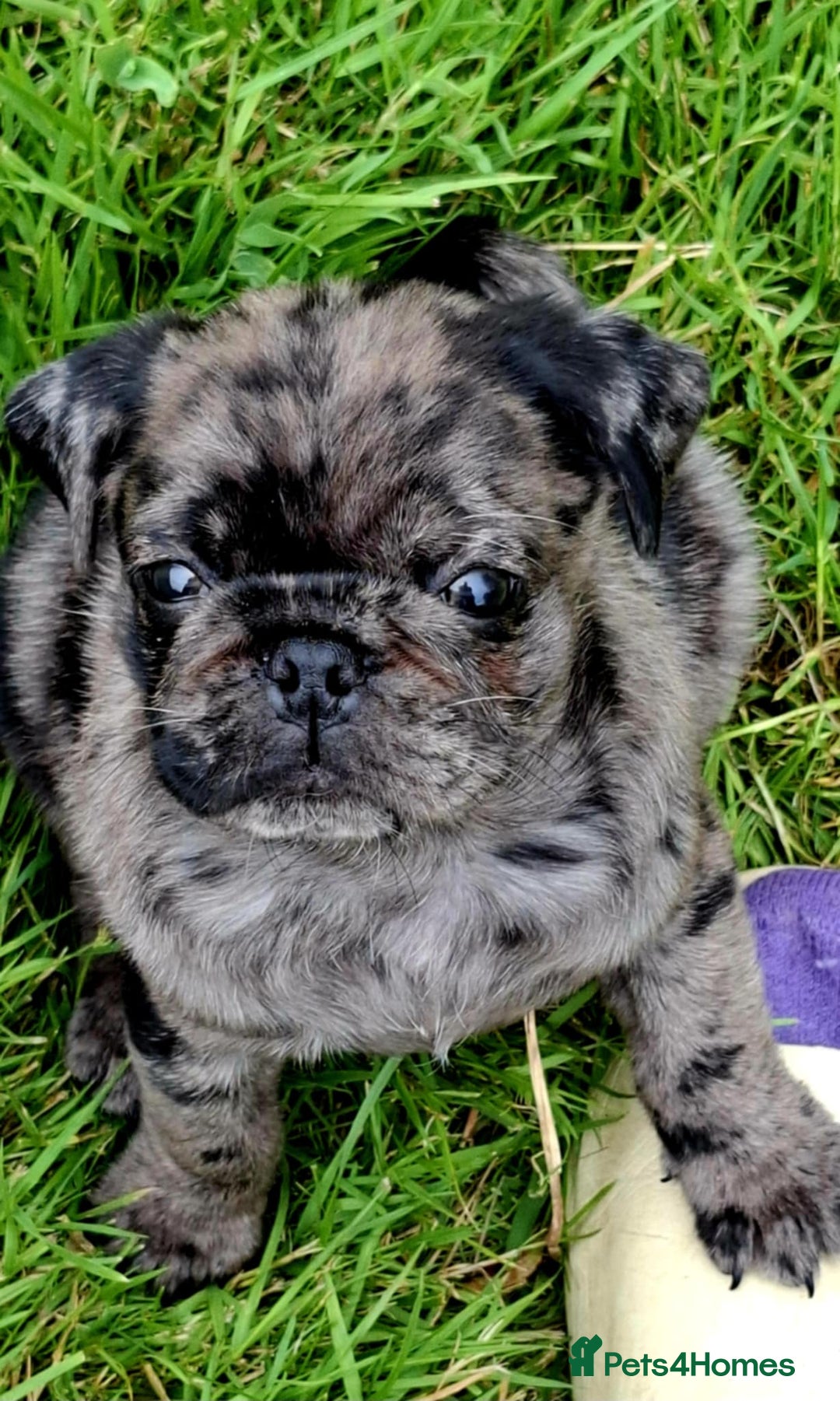 Pug dogs for sale: Pug puppies-Merle, panda and koi - Image 27