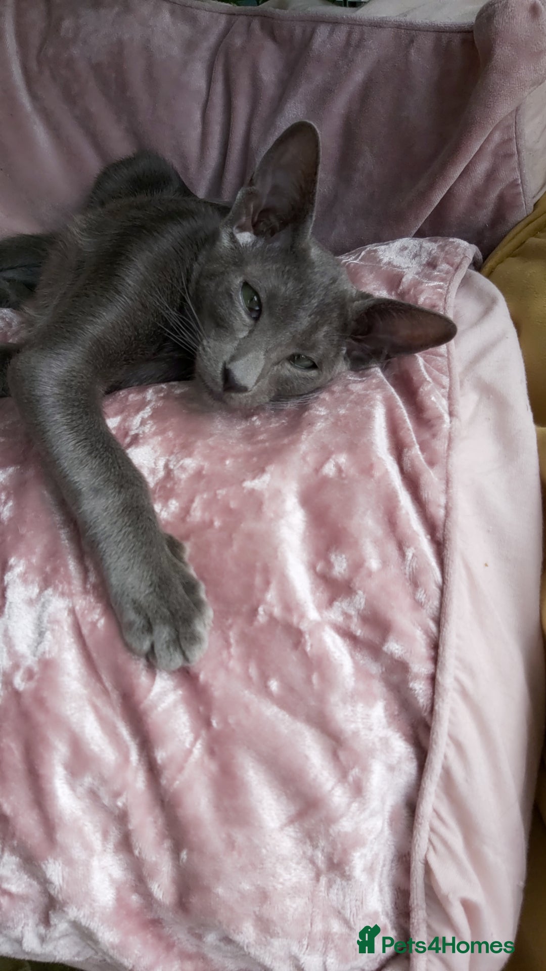 Oriental cats for sale: Full Pedigree Oriental 1 Kitten XL size ears GCCF in Biggleswade - Image 7