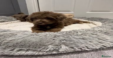 Cockapoo dogs 🩷READY TO LEAVE - Beautiful F1 Cockapoo pups  - Advert 12