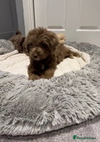 Cockapoo dogs 🩷READY TO LEAVE - Beautiful F1 Cockapoo pups - Advert 12