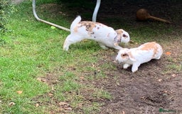 French Lop rabbits for sale: Female rabbit for sale - Image 6