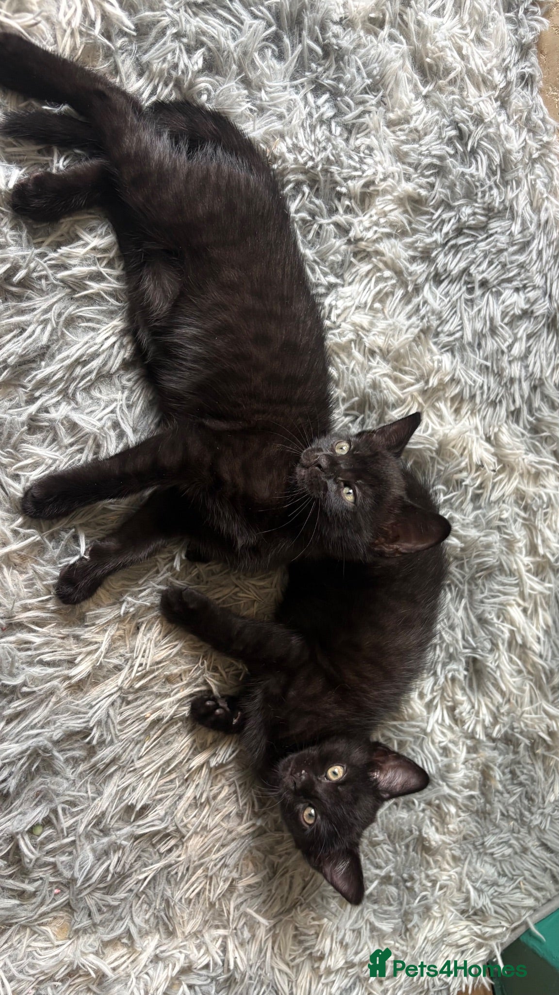 Bengal cats Half bengals majestic babies full of spots  - Advert 1