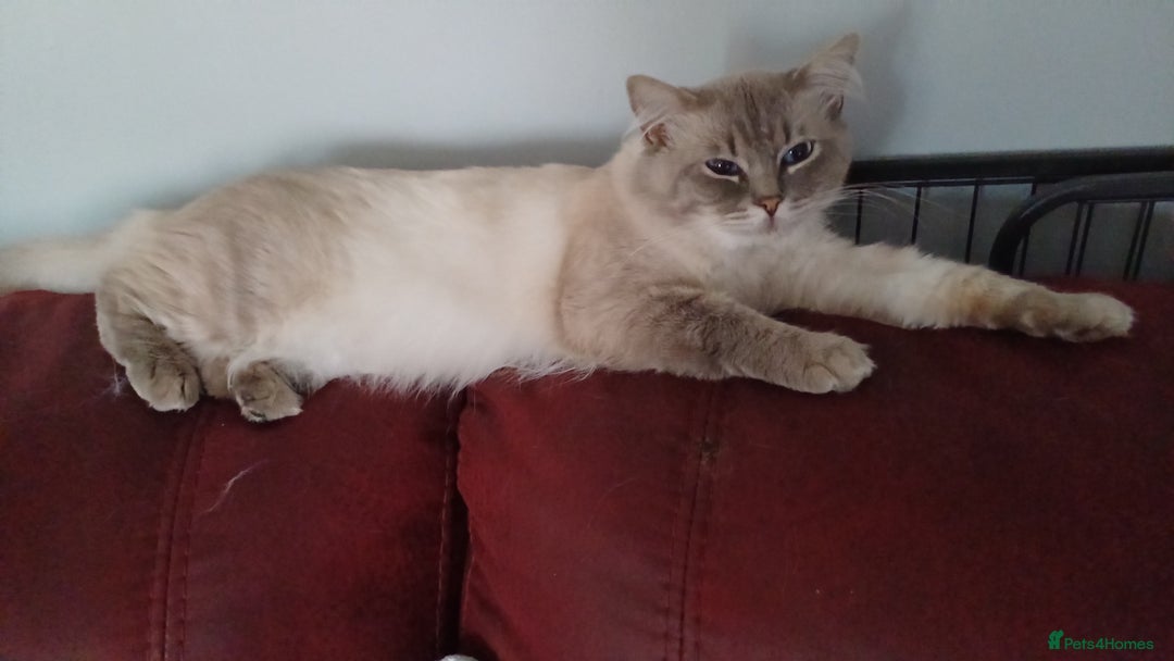 Ragdoll cats for sale: 2 Beautiful Girls available  - Image 14