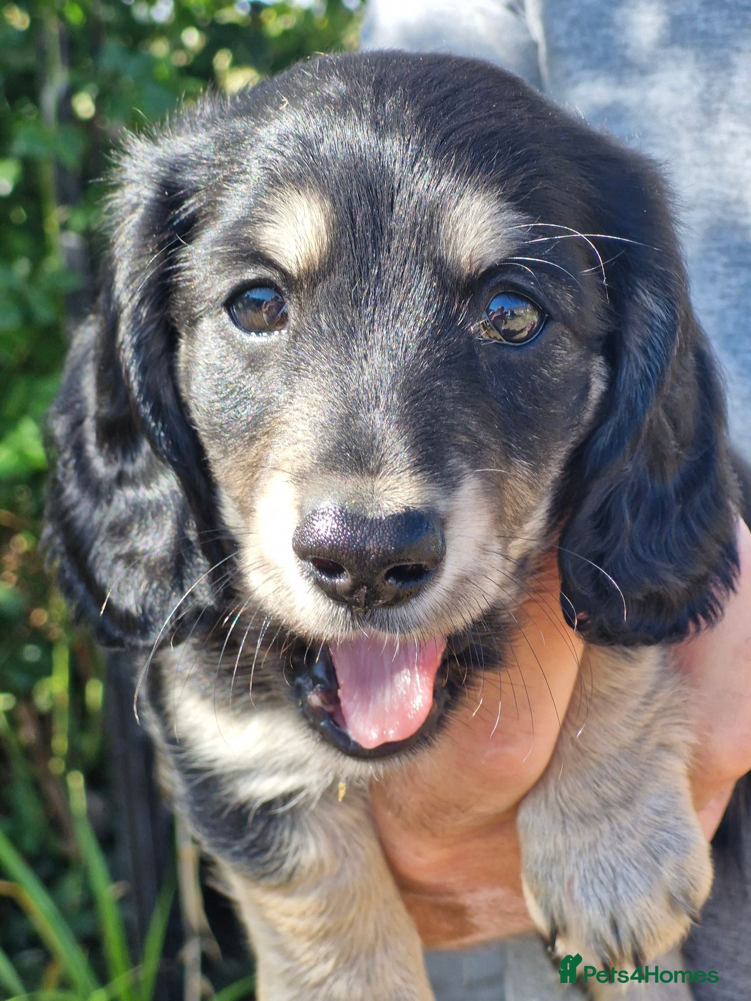 Dachshund dogs Beautiful KC Registered Dachshund puppies  - Advert 19