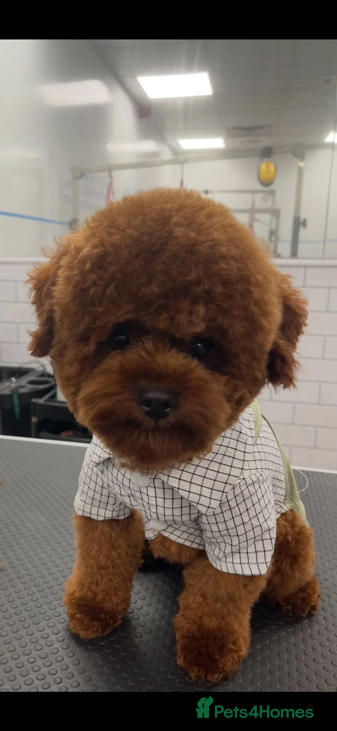 Toy Poodle dogs for stud: Asian toy poodle for stud in Uxbridge - Advert 6