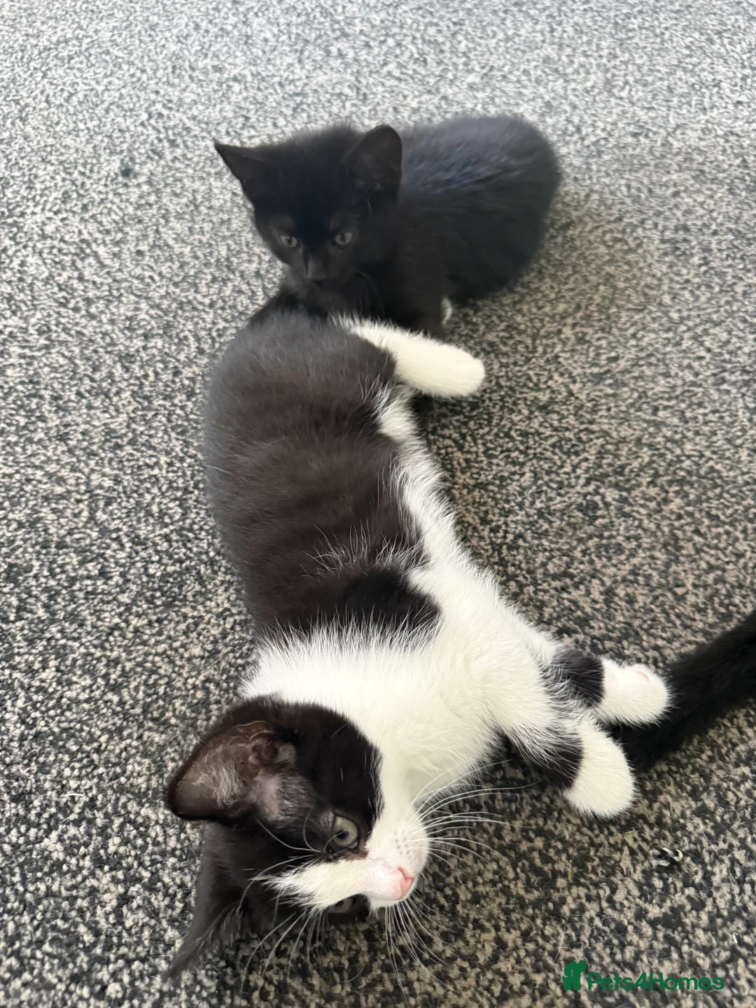 Mixed Breed cats for sale: Lovely Kittens for Sale - Advert 9