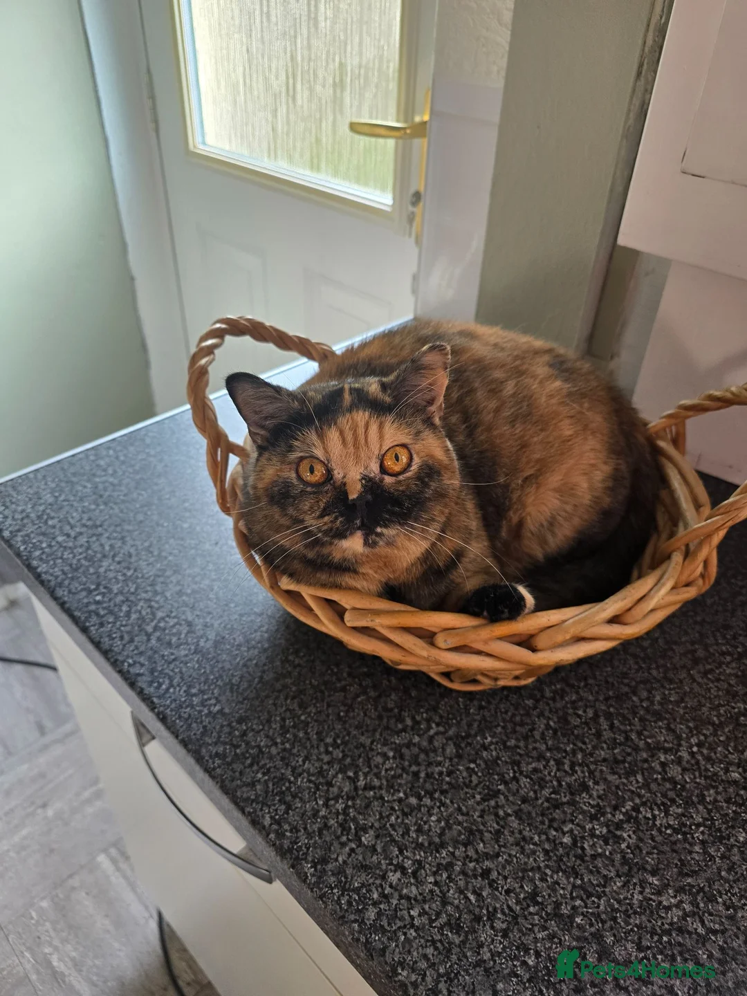 British Shorthair cats for sale: ❤️❤️❤️ - Advert 3