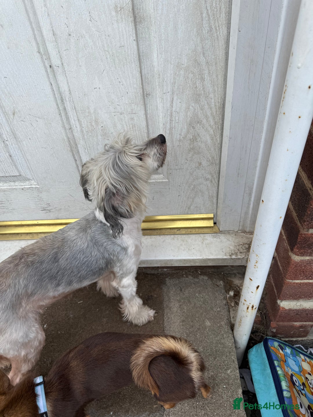 Chinese Crested dogs for sale: Need a new sofa to sleep on  - Image 4